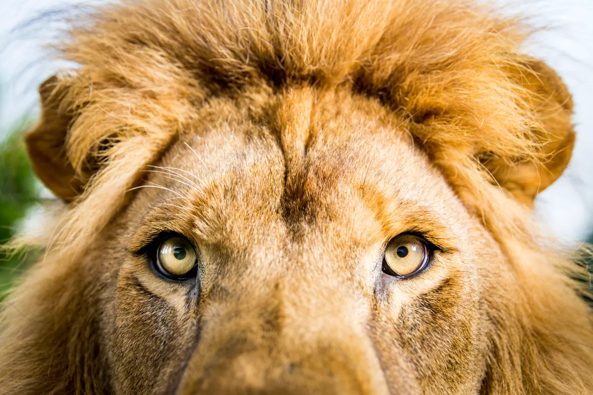 Lions are iconic animals… but they’re strange too. They are the only cat to live in groups. In numbers they find the strength and cooperation to hunt the most formidable prey, including bison, giraffe, and even elephants.