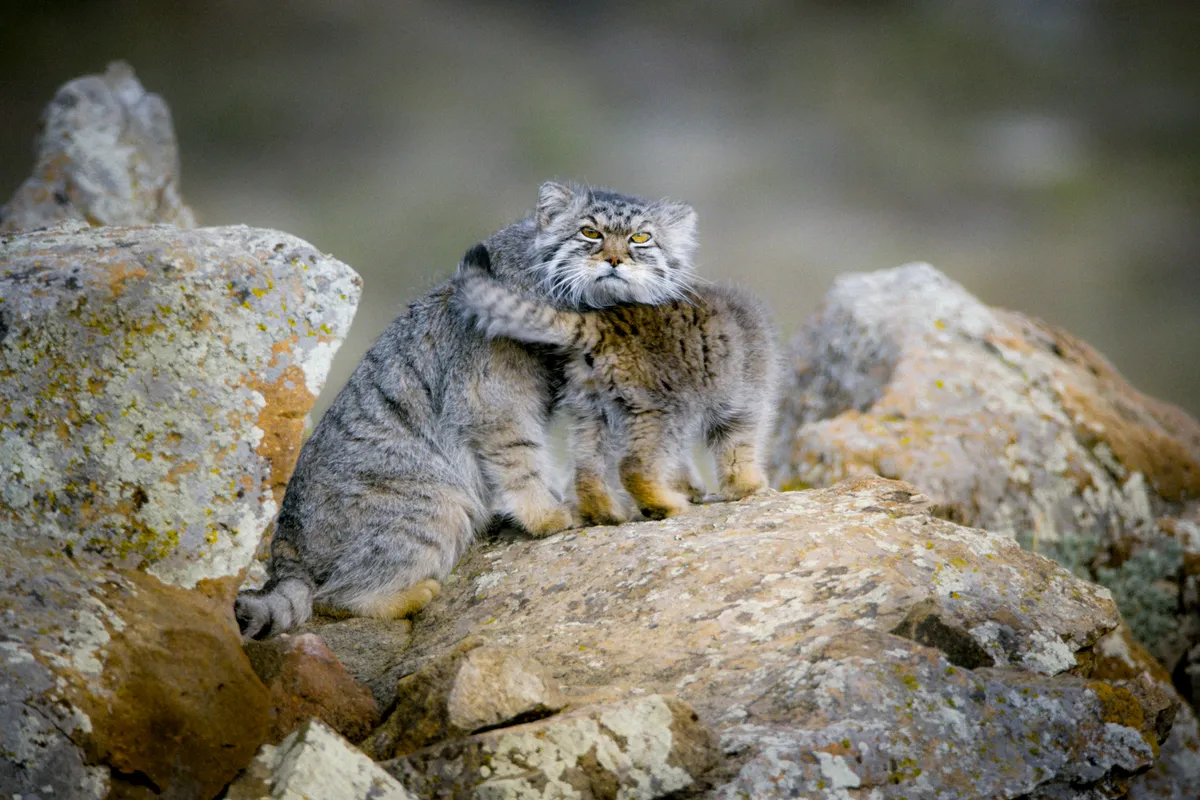 Pallas’s cat thrive in the remote grasslands of the Mongolian steppe. They are perfectly adapted to hide in this open landscape - they have a wide head, low ears, and can flatten their bodies to look like a rock when hunting.