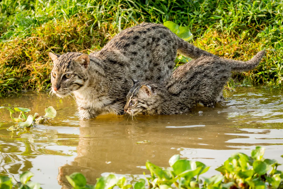 Fishing cats are suited to a life in the wetlands of Asia. Beneath a long outer coat they have a short layer of insulating fur that acts like a wetsuit - and they have partially webbed feet.