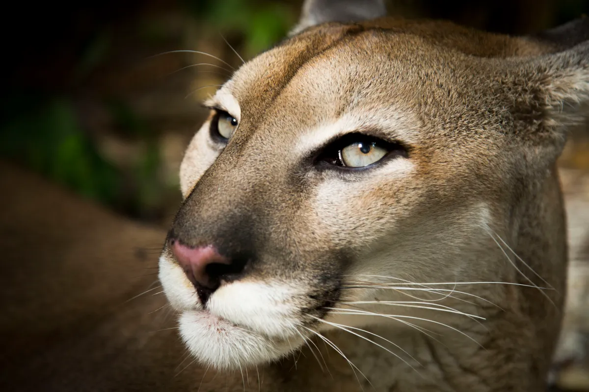Pumas are the widest ranging mammal in the Americas, thanks to their extraordinary adaptability and an eye for opportunity. On the southern tip of Patagonia, they even stalk the most unlikely of prey… penguins!