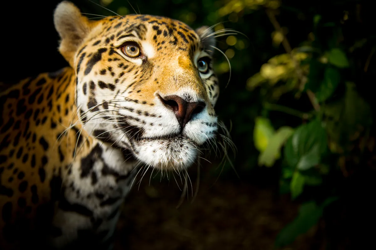 Jaguar are the largest cat in the Americas and have a powerful bite to match. For their size, they are the strongest of any cat, allowing them to dispatch monstrous prey - even caiman crocodiles.