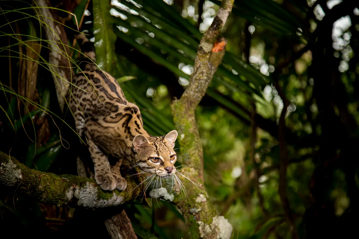Margay’s climb high in the tree tops of central America where they are known as the monkey cat.