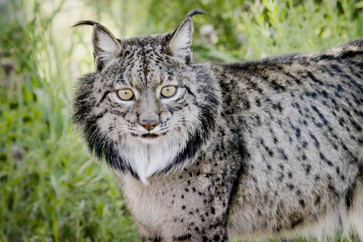 Iberian lynx once thrived all across the Iberian peninsula but mass extermination of their primary prey - the european rabbit, by mixamatosis, had a devastating effect on this enigmatic cat. © BBC