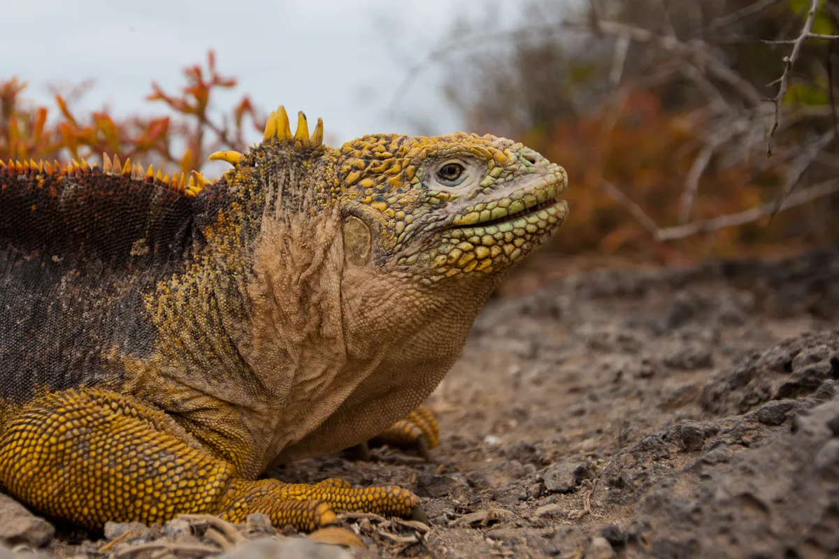 Land iguanas are an endemic species to the Galápagos Islands. © Island Conservation
