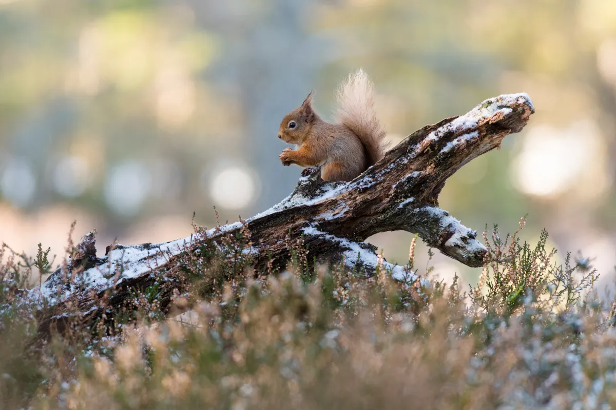 Red squirrel photographed on the Rothiemurchas Estate. © Karen Miller Photography