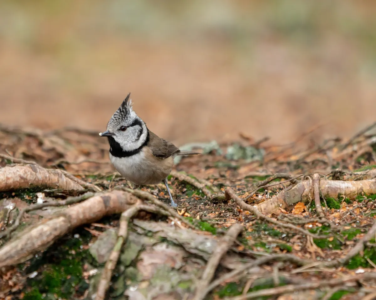 Crested tit in the Cairngorms National Park. © Alex Elliott