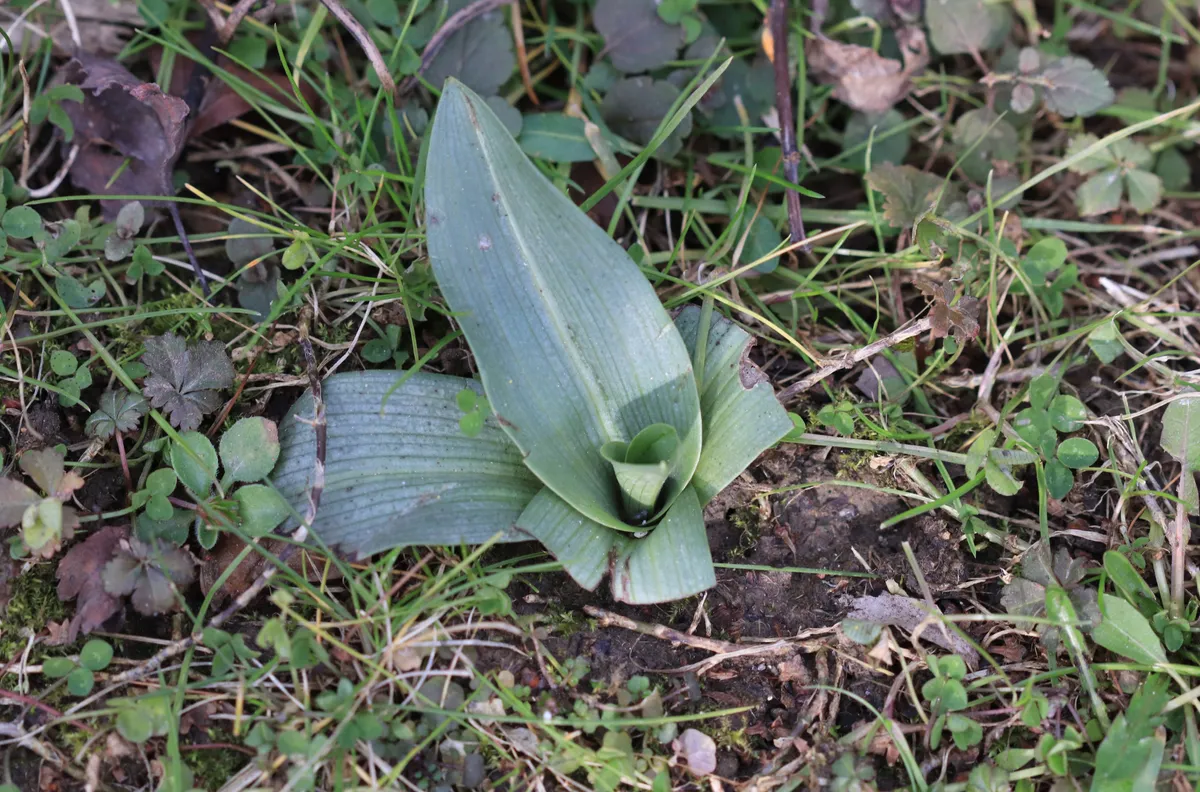 Bee orchid rosette in February.