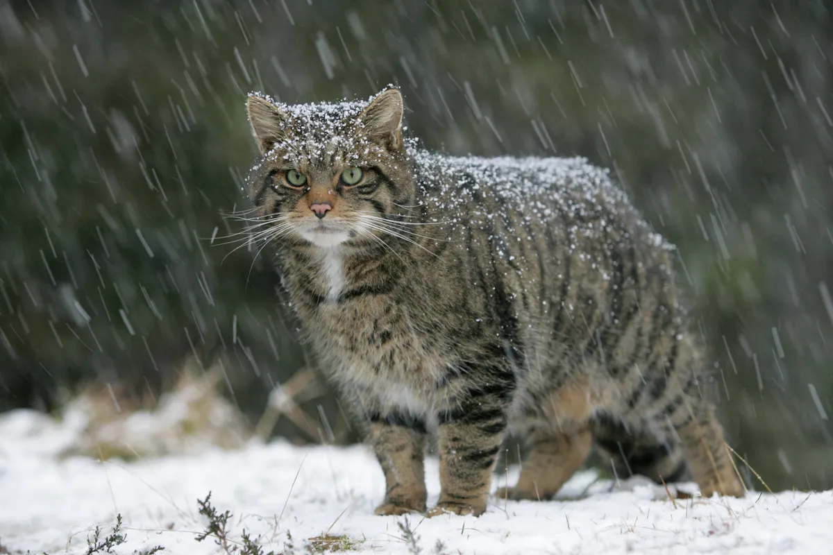 Scottish wildcat in heavy snowfall in the Cairngorms National Park, Scotland. © Pete Cairns/NorthShots/Scotland: The Big Picture