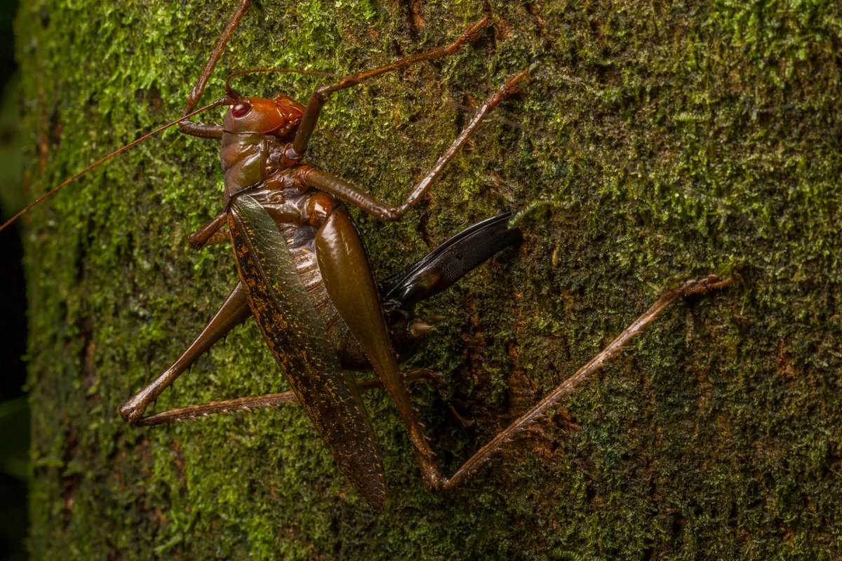 A female katydid (bush-cricket) lays her eggs inside the bark of a tree during the night. The females have a special organ called an ovipositor, at the end of their body, which they use to put the eggs inside the bark of a tree, in small stems, or the ground. ©Javier Aznar