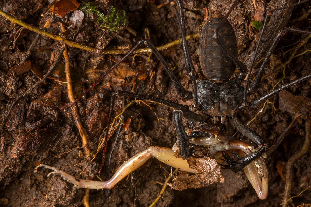 A rare scene photographed during a humid night, the predation of Pristimantis achatinus by a whip spider, Heterophrynus armiger. ©Javier Aznar