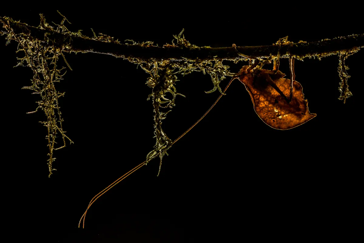 Leaf-mimicking katydid photographed during the night, when they are active and can be found eating leafs. During the day, they rest immobile in the vegetation and dry leafs, camouflaged. ©Javier Aznar