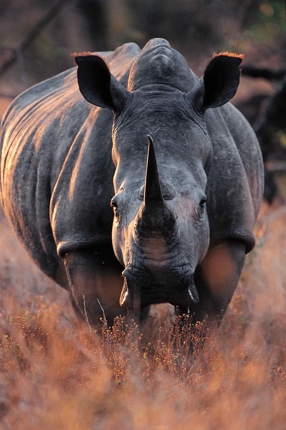 Southern white rhino, South Africa © Angela Scott, Kenya