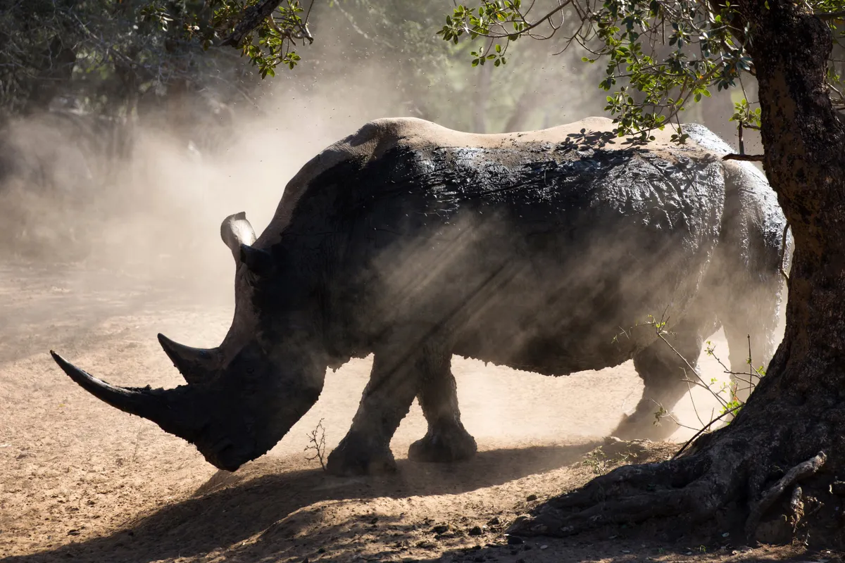 Southern white rhino, South Africa © Ann and Steve Toon, UK