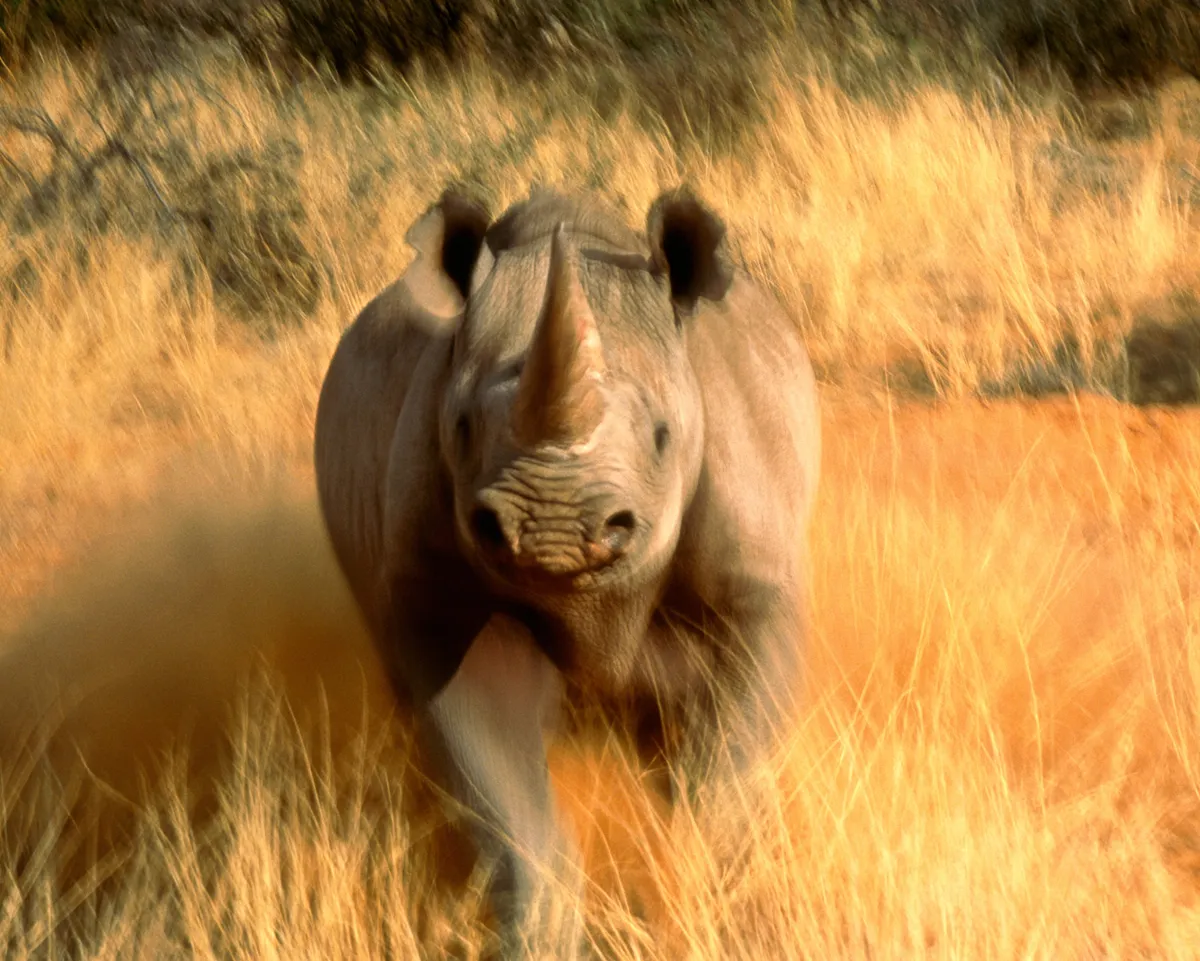 Black rhino, South Africa © Art Wolfe, USA