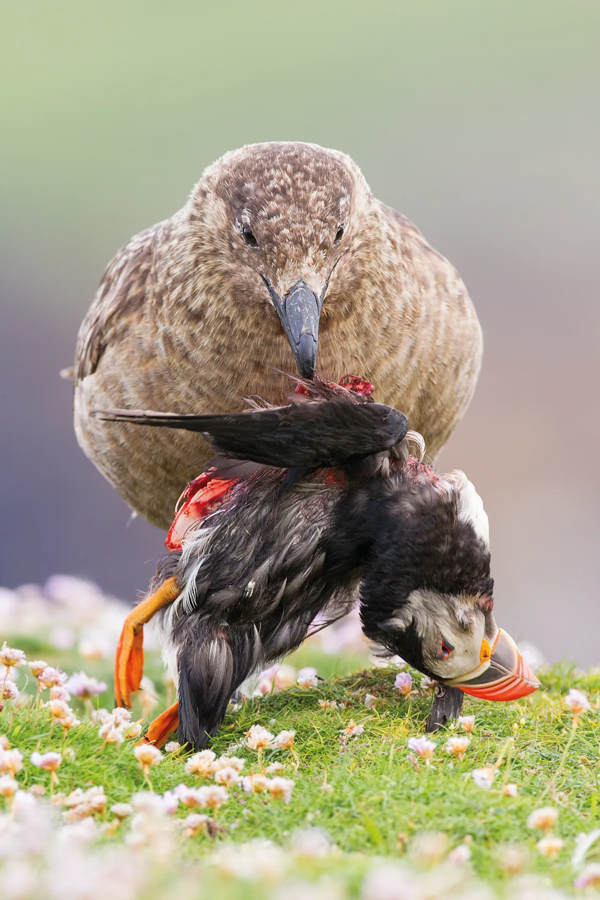 Animal Behaviour category winner: Life and death at the end of the world. Great skua and Atlantic puffin. © Sunil Gopalan/BWPA
