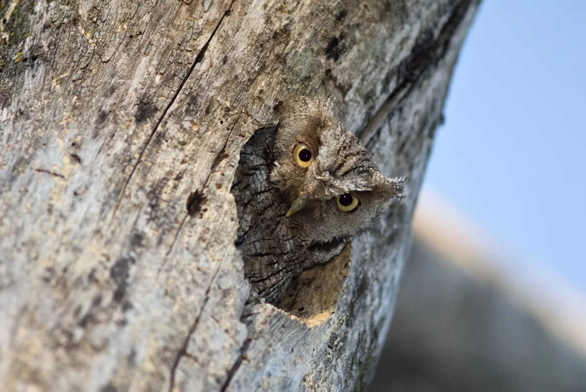 As I passed the base of the tree, this inquisitive tropical screech owl just poked his head out looking down at me: I pointed the lens straight up, grabbed a few shots and backed away. © David Plummer