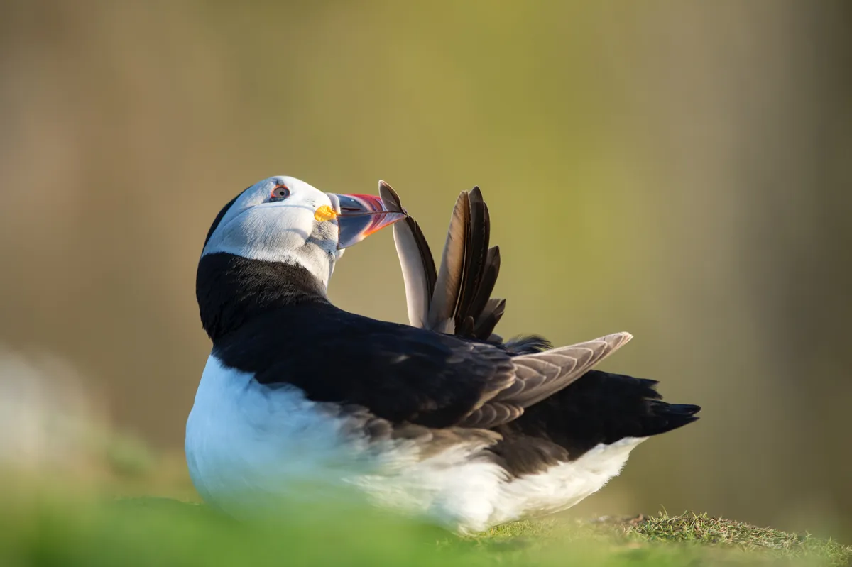 Sometimes I think people like to photograph the obvious with puffins such as in-flight shots, however, I think sticking with one bird and just trying to capture everyday behaviour can produce the most effective images. © David Plummer
