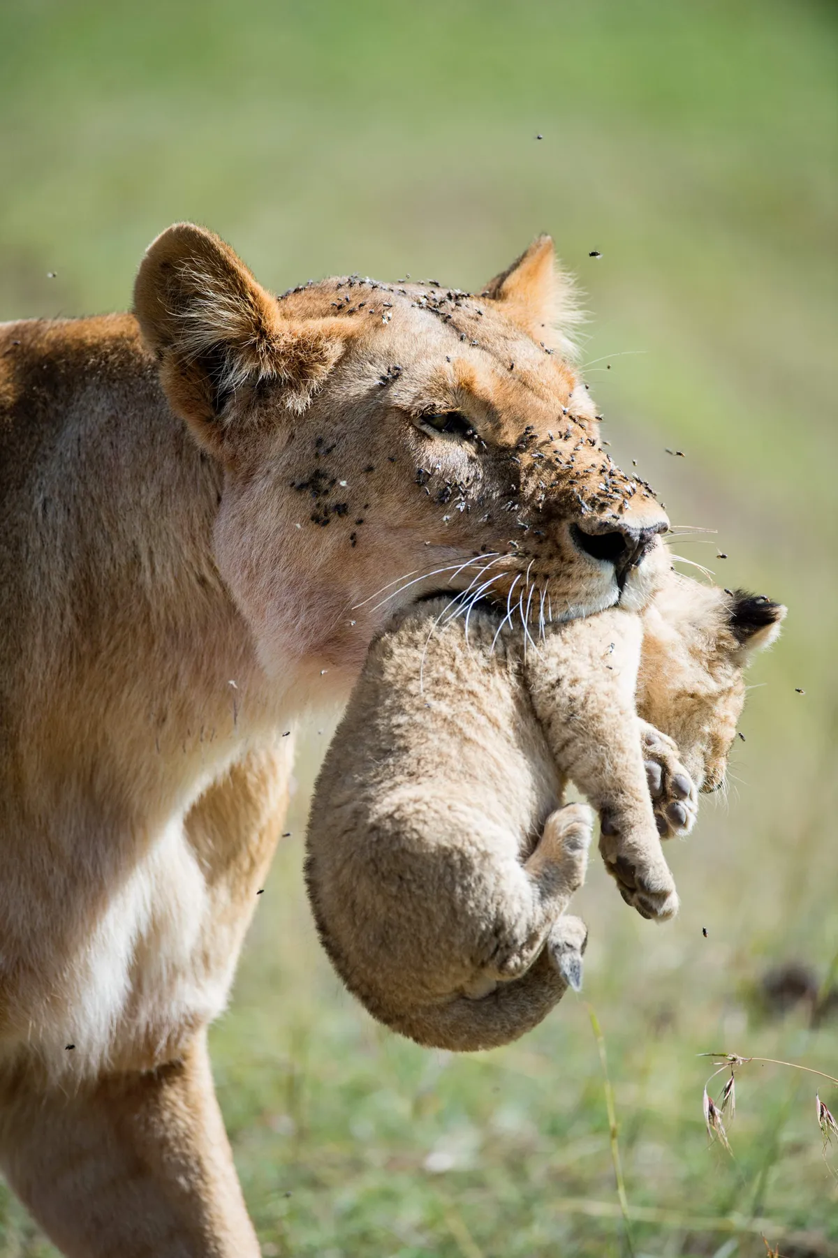 Having just missed the first, I waited two hours for this lioness to collect her second cub. The flies, tender care of the lioness, and helplessness of the cub all combine in this image. © David Plummer