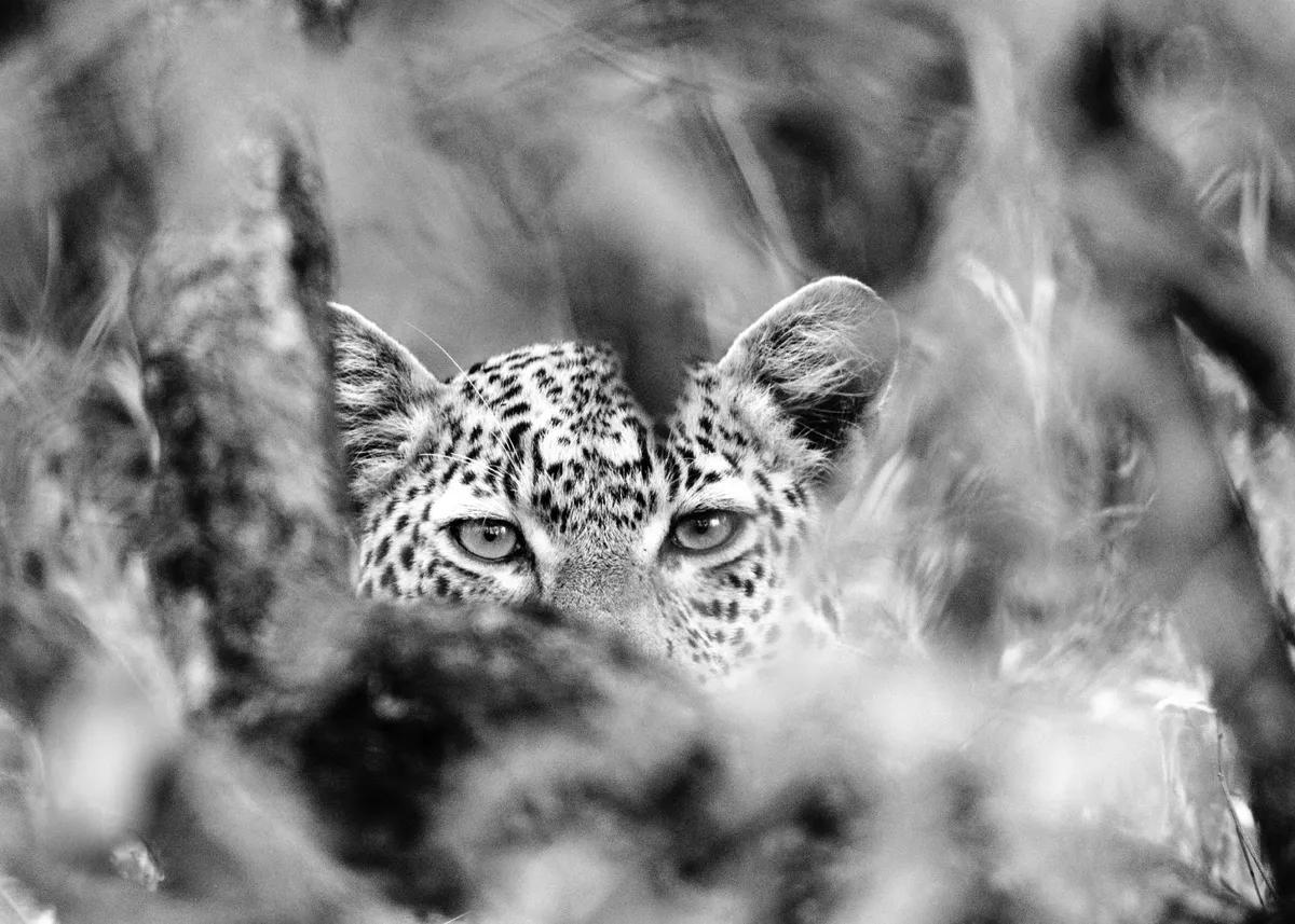 This Male leopard in the Maasai Mara would occasionally look up and stare at me through a small window of vegetation as he consumed a kill. This has become one of my favourite leopard shots. © David Plummer