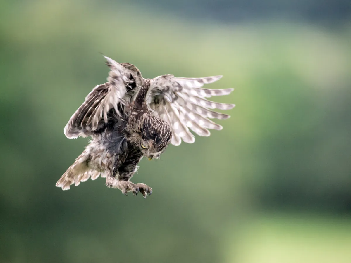 Little owl in-flight, Sussex, UK. I have documented this pair of little owls in Sussex for 3 years. © David Plummer