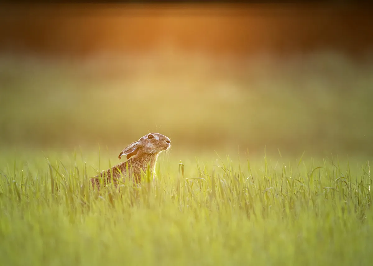 Hare at sunset. Taken from a hide in Hungary on the edge of the field, I thought the day was over photographically until I noticed this hare with the sun setting behind it. © David Plummer