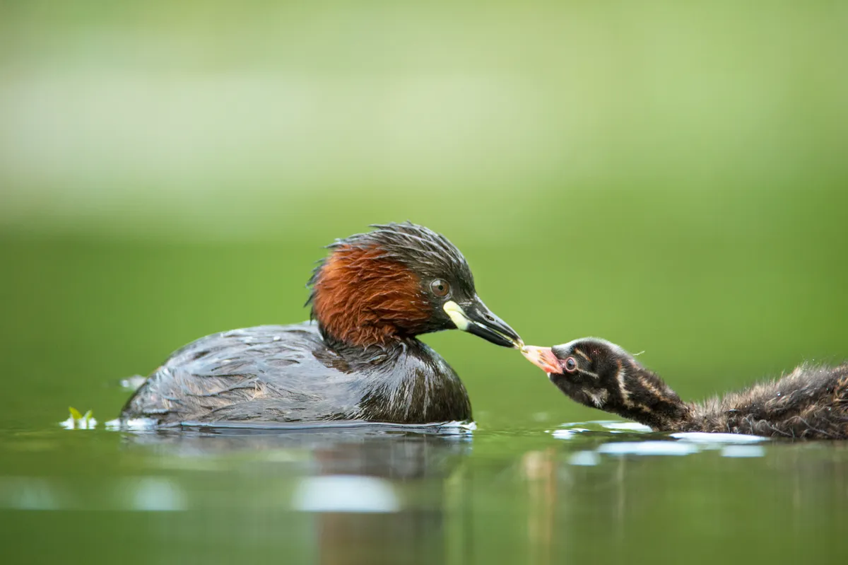 Little grebe passing food to young taken from a floating hide in a lake in West Sussex. © David Plummer
