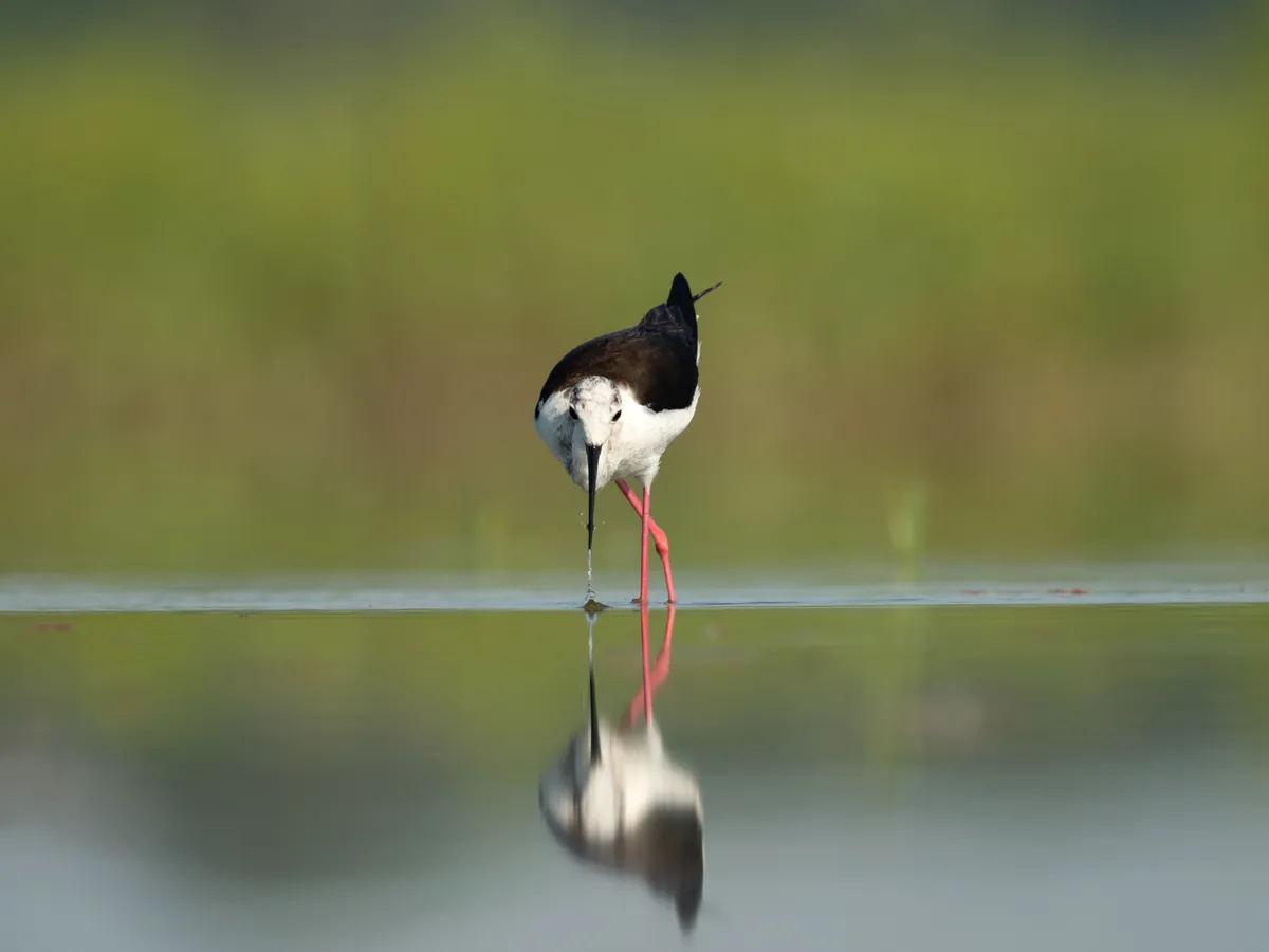Black winged stilt taken from a floating hide in Kiskunsag National Park Hungary enduring many leeches during the shooting process. © David Plummer