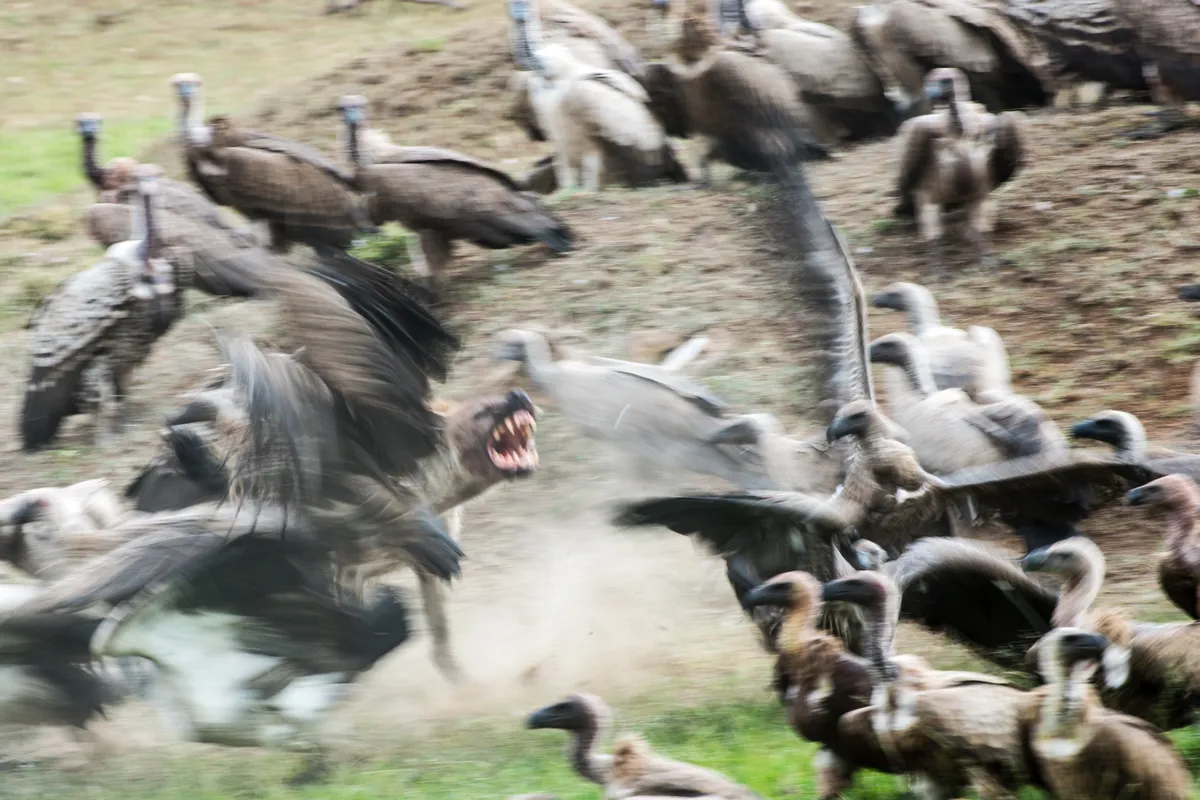 Hyena rushes back to reclaim prey from vultures. Maasai Mara Kenya. © David Plummer