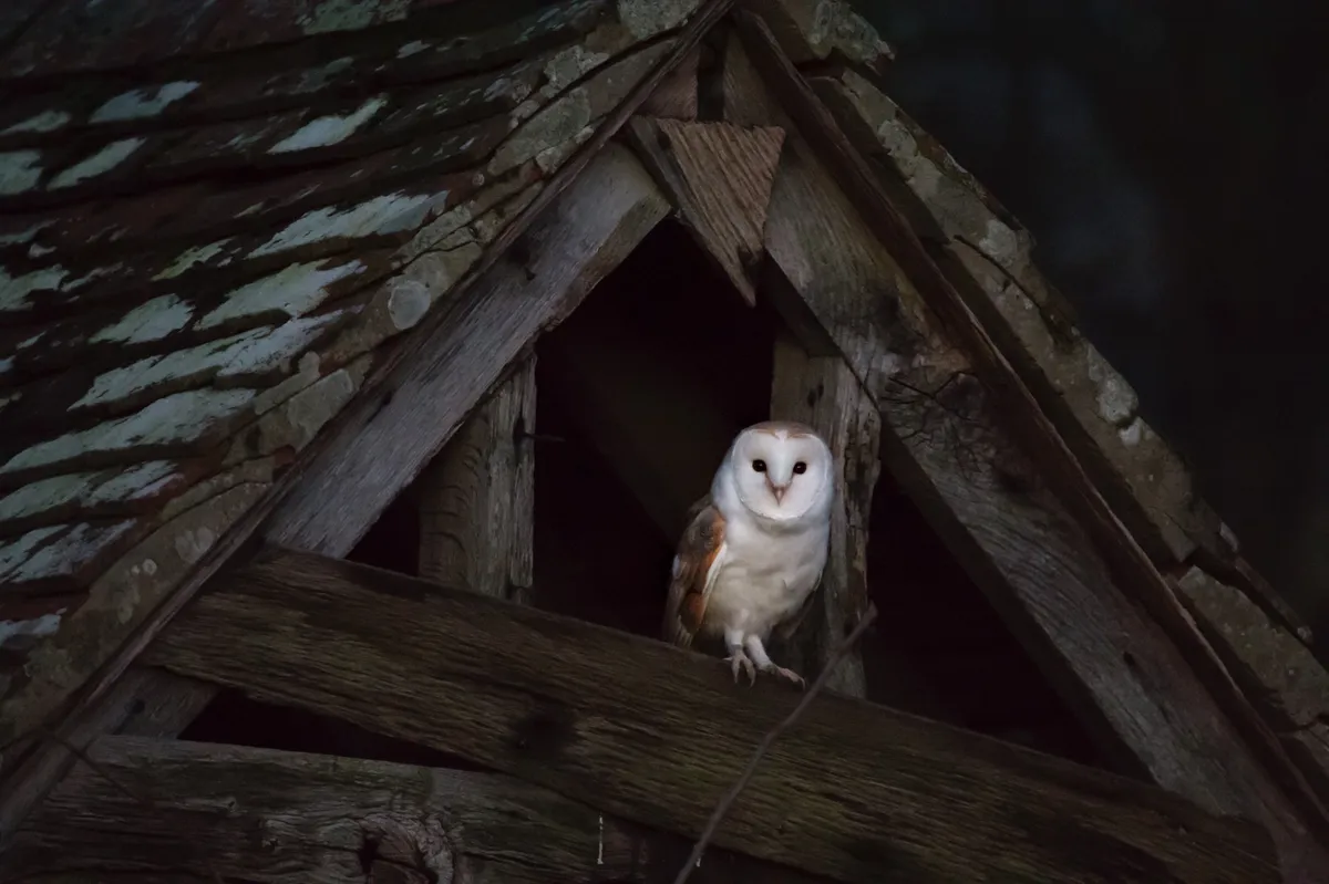 Barn owl emerges from daytime roost in West Sussex UK. © David Plummer