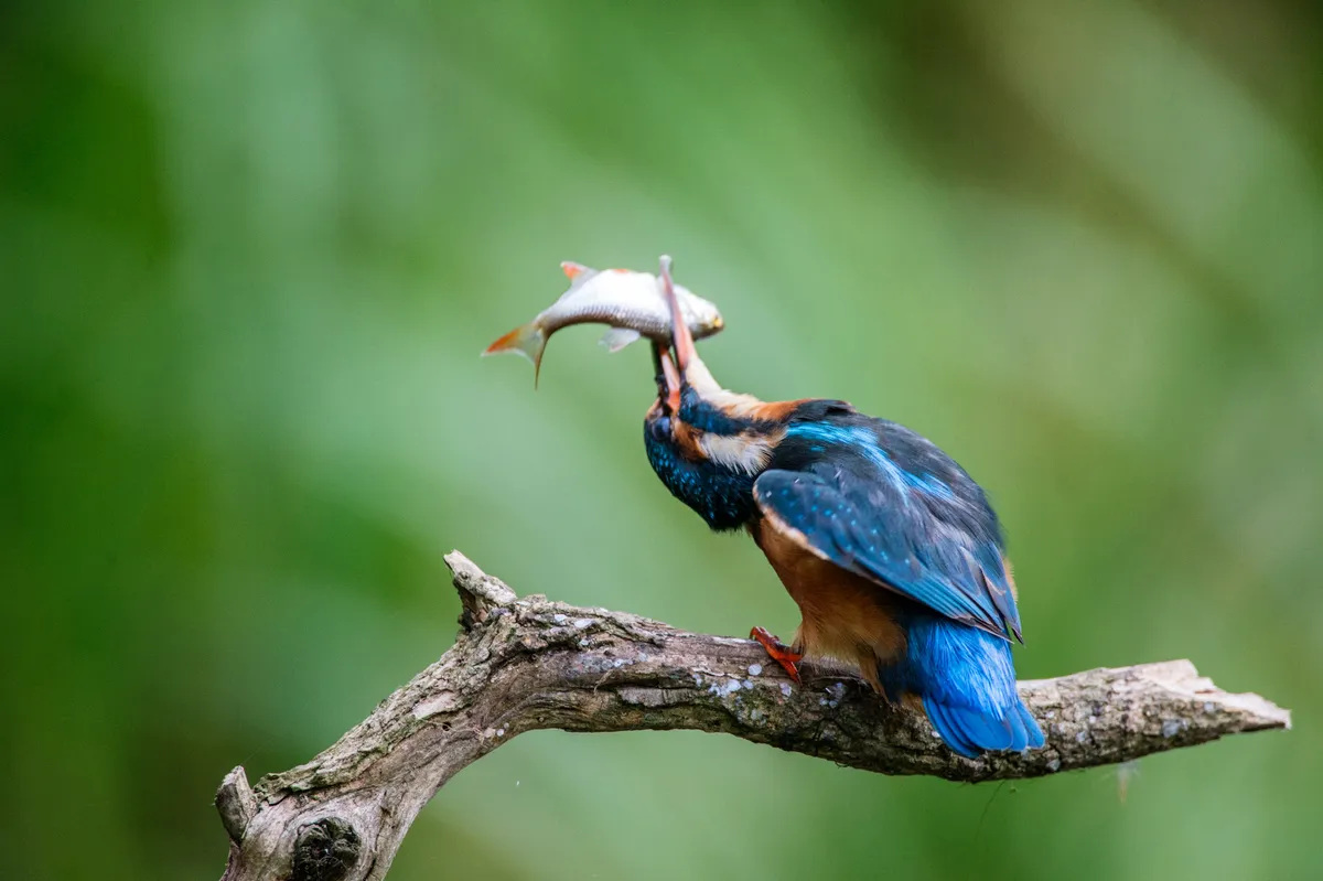 Kingfisher bashes fish in West Sussex UK. © David Plummer