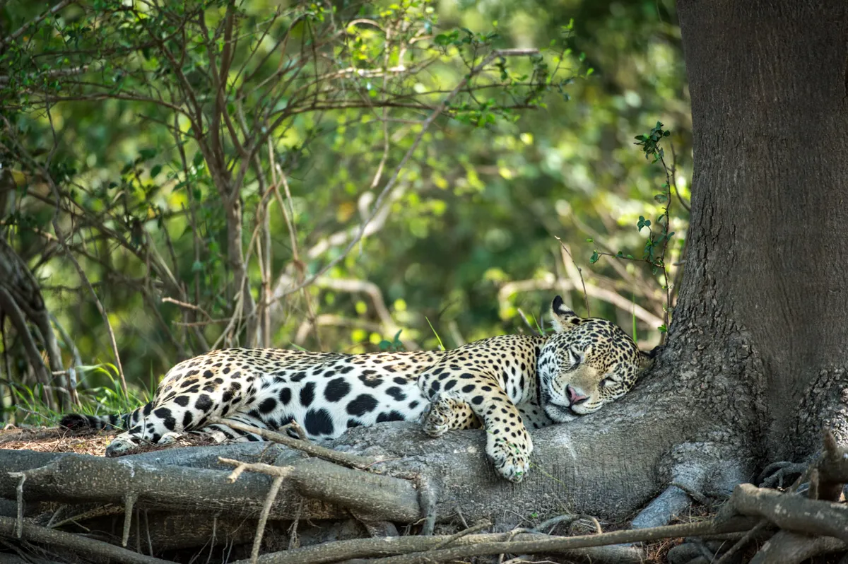Sleeping female Jaguar. Pantanal region of Brazil. © David Plummer