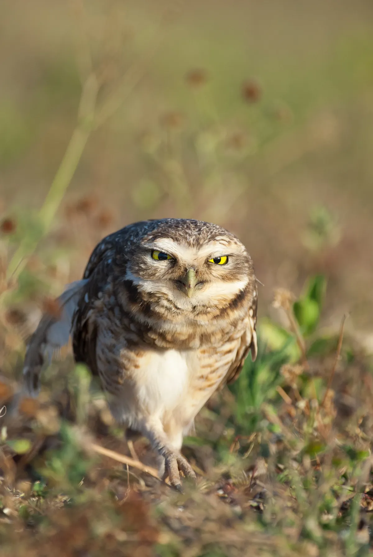 Burrowing owls are tolerant of humans to a point. I found the best way to approach them was to crawl along the ground pretending to be something else, a technique I use elsewhere too. © David Plummer