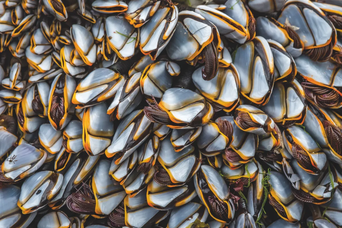 Close To Nature category winner: Goose barnacles. © David Bennett/BWPA
