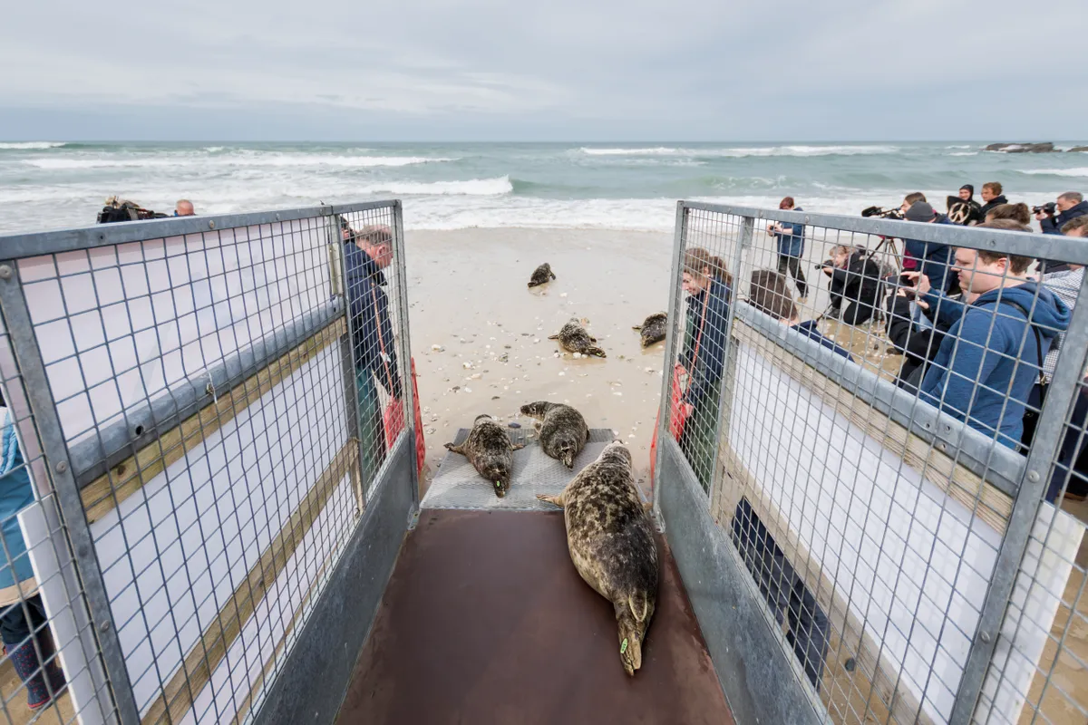 Documentary Series category winner: Rehabilitated grey seals being released into the wild. © Ben Watkins/BWPA