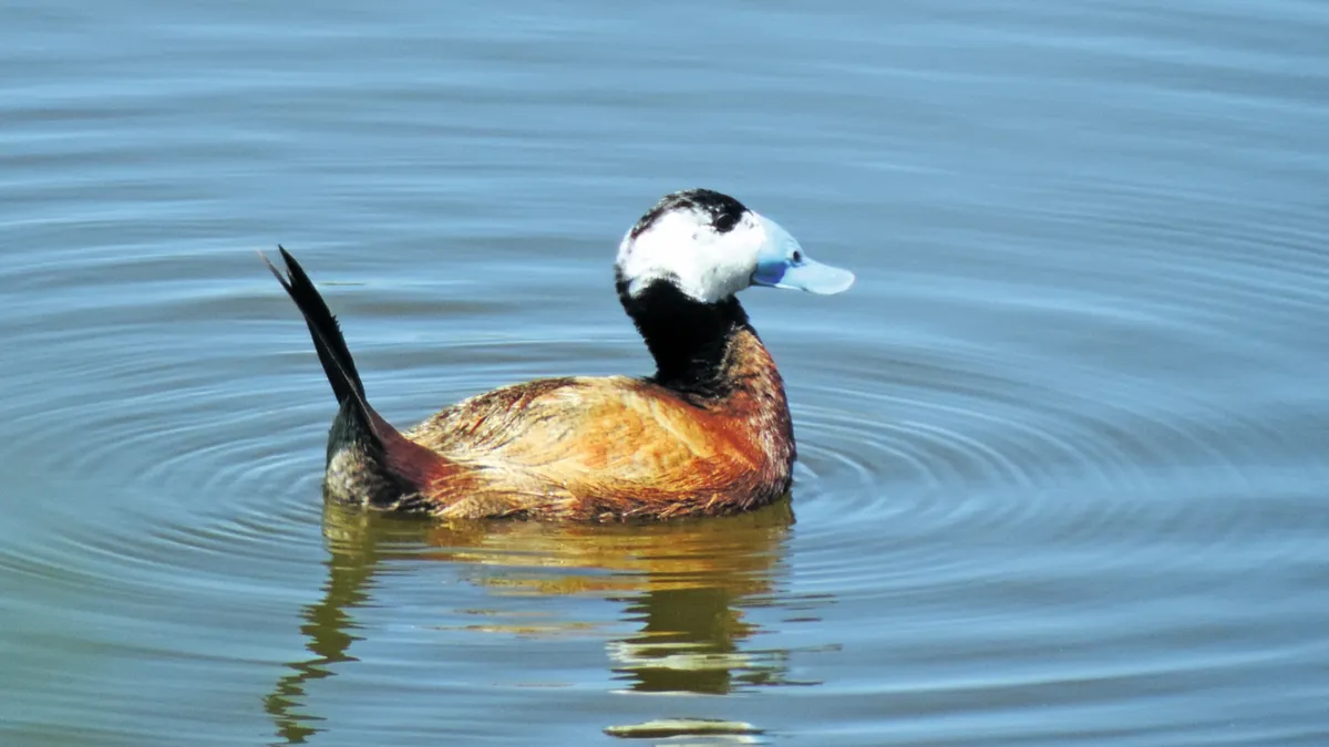 White-headed duck can be seen on this trip.