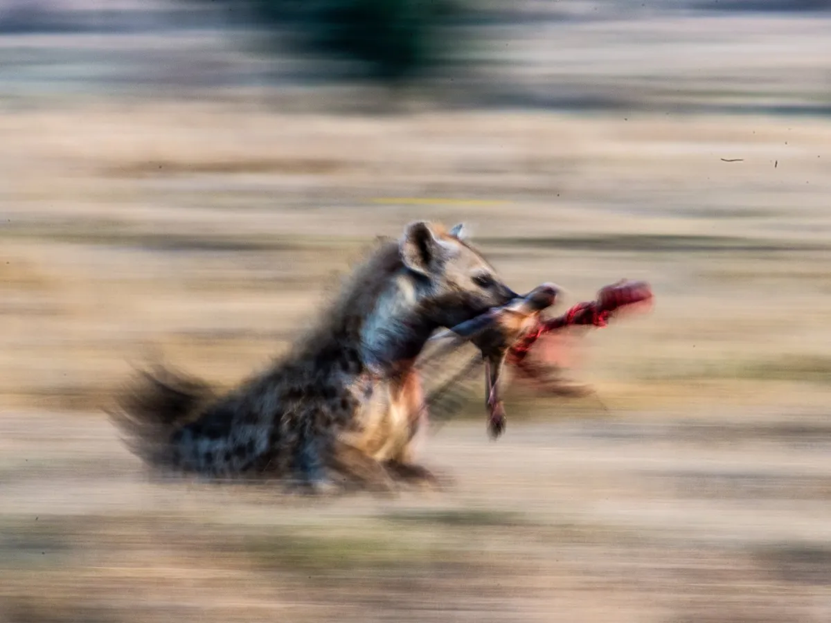 Hyena running with head of prey. Dragging the shutter can produce a nice slow pan. © David Plummer