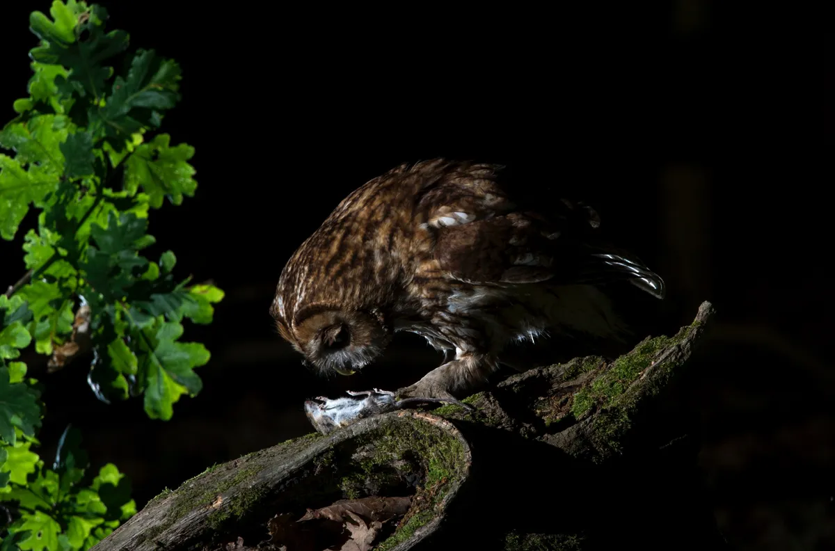 The tawny owl is common but very difficult to photograph in the wild due to its shyness and nocturnal behaviour. This is one of my favourite images – I like chasing the elusive. © David Plummer