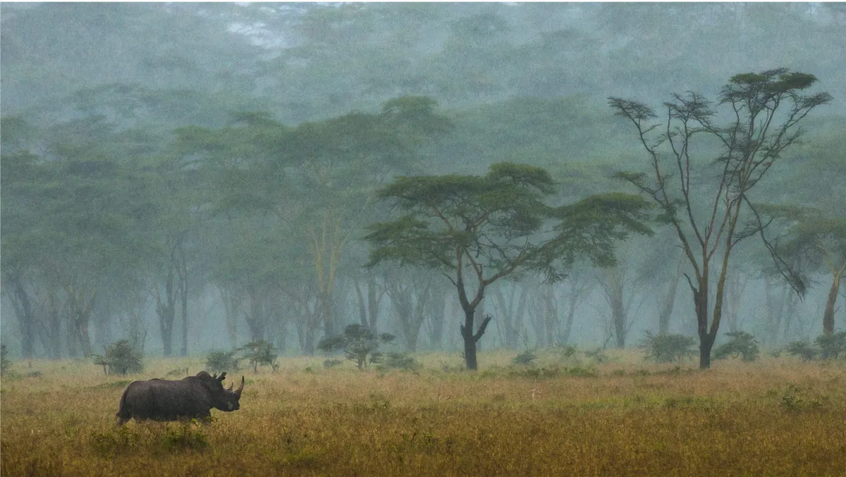 Southern white rhino, Kenya © Federico Veronesi, Italy / Kenya