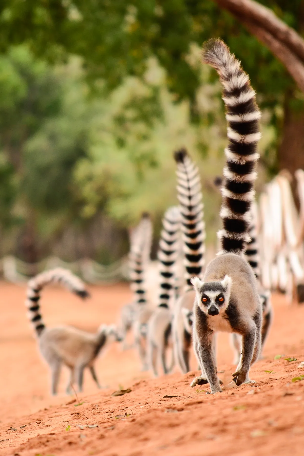 Family of ring-tailed lemurs in Berenty reserve, Madagascar. © Getty