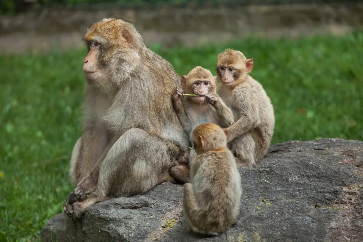 Barbary macaques. © Getty