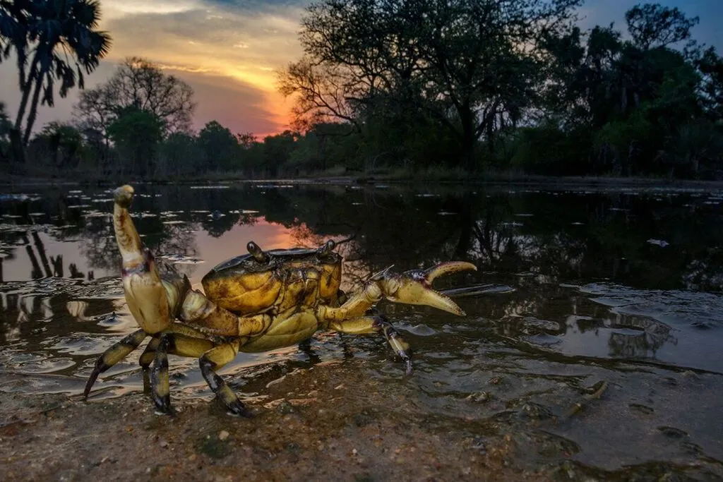 Shortly after the first rains of the wet season, hundreds of small ponds dot the landscape, creating an ideal habitat for freshwater crabs and other animals that spent the rest of the year buried underground. © Piotr Naskrecki and Jen Guyton