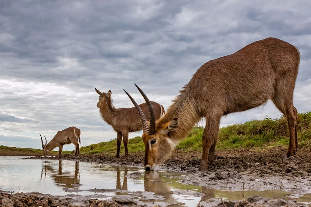 Waterbuck is Gorongosa’s most common antelope species. As the dry season approaches and water becomes scarce waterbucks concentrate around the few remaining watering holes. © Piotr Naskrecki and Jen Guyton