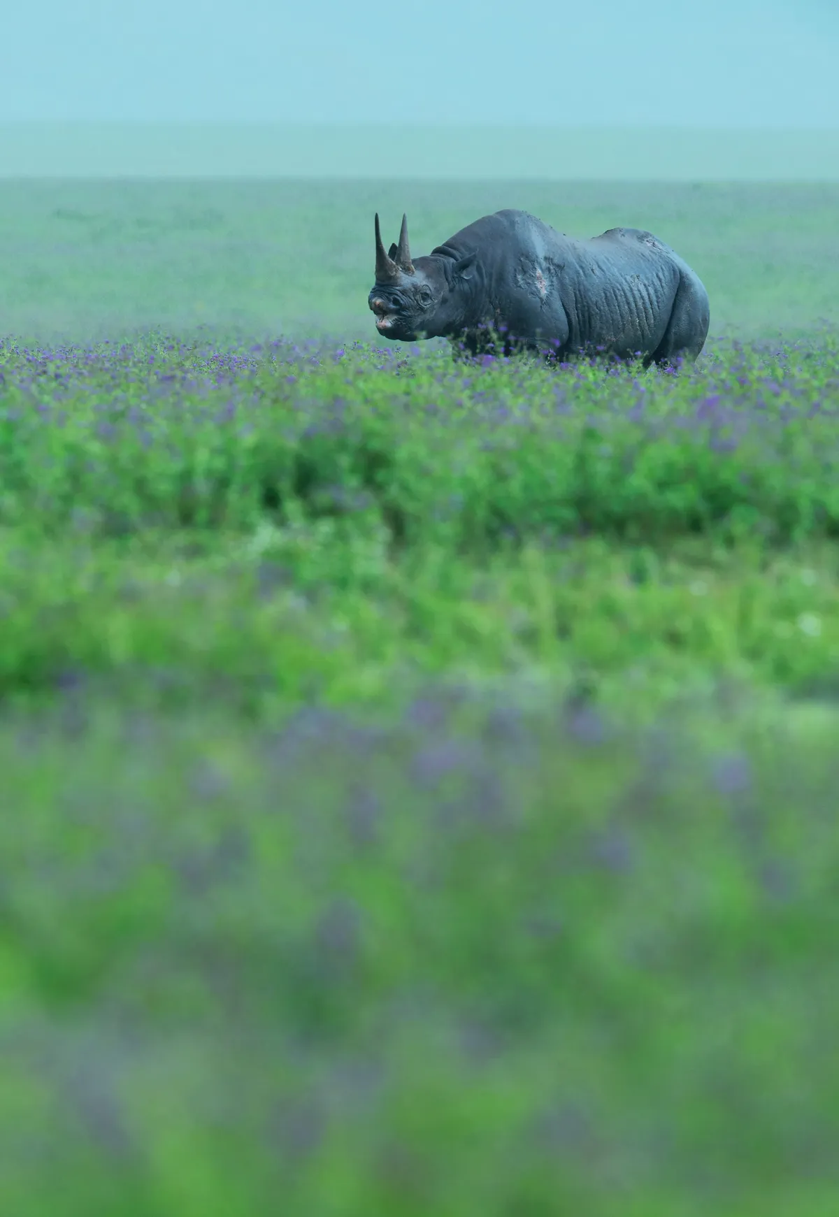 Black rhino, Tanzania © Greg du Toit, South Africa