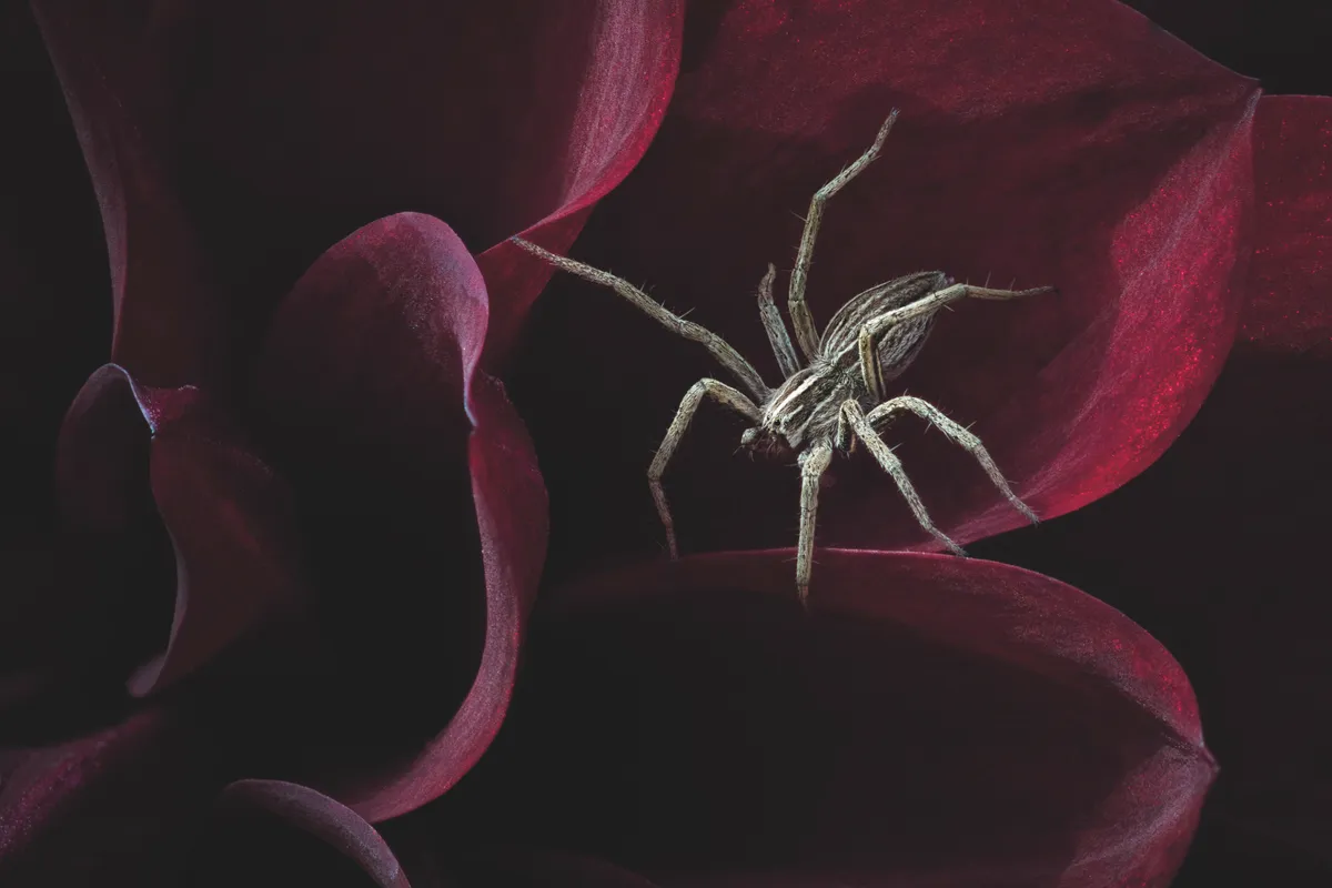Hidden Britain category winner: Waiting for her prey. (Nursery web spider) © Andrew McCarthy/BWPA