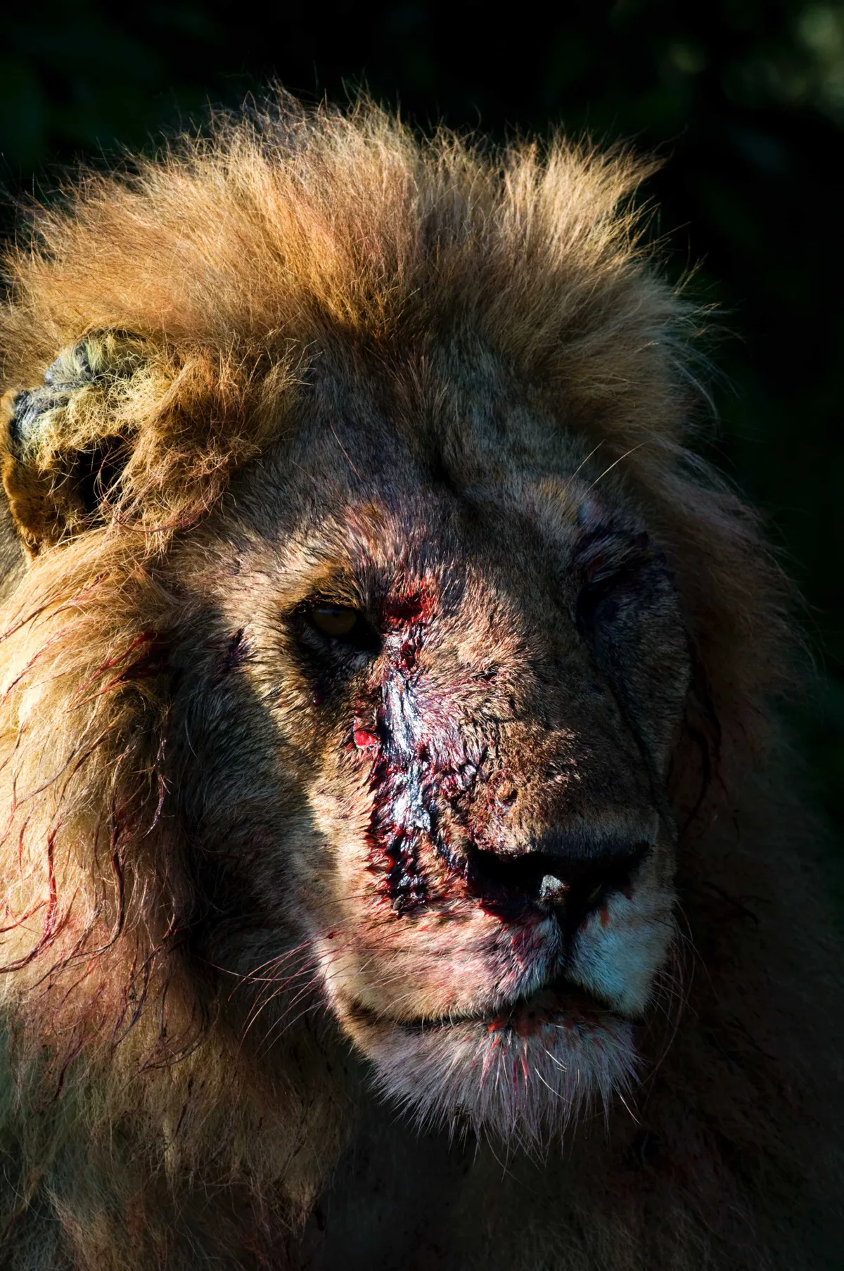Victorious male lion after a fight. I think this image sums up the brutality of nature but also the persistence of the protagonists within it; animals don't give up, they just keep going. © David Plummer