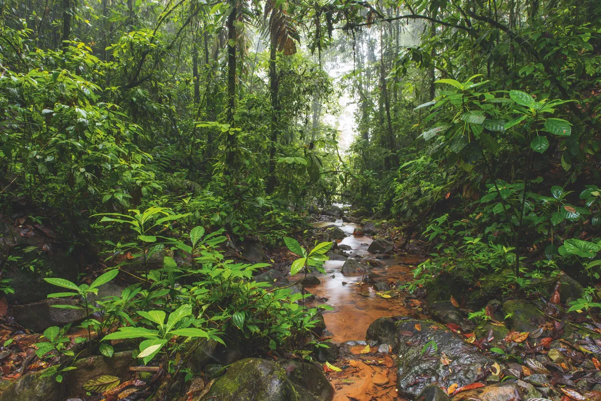 A river runs through pristine primary forests inside the El Jardin de los Suenos. The Choco is one of the wettest regions in the world, home to a huge number of species, including more than 10,000 vascular plants. ©Javier Aznar