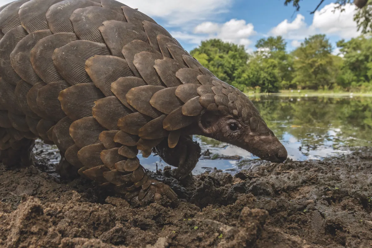This Cape pangolin was rescued from poachers by rangers who released it into a core park area in March. Here the animal will be safer and have access to lots of termites and plenty of water in the seasonal ponds. © Piotr Naskrecki and Jen Guyton