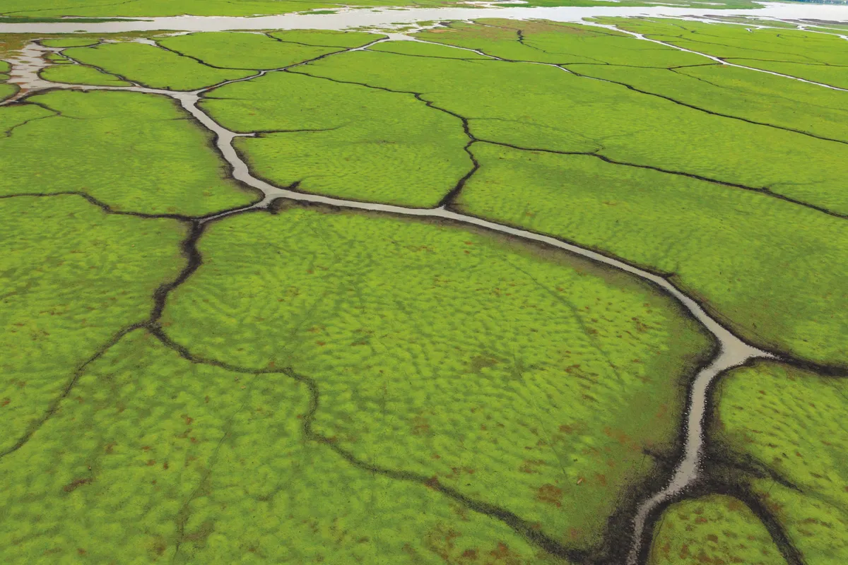 An aerial image of floodplain channels, taken from an ultralight aircraft in July, reveals web-like patterns. © Piotr Naskrecki and Jen Guyton