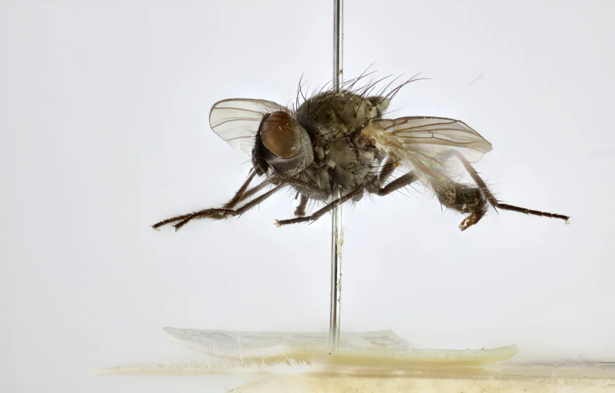 The original type specimen of Fonseca’s seed fly. © NHM Trustees
