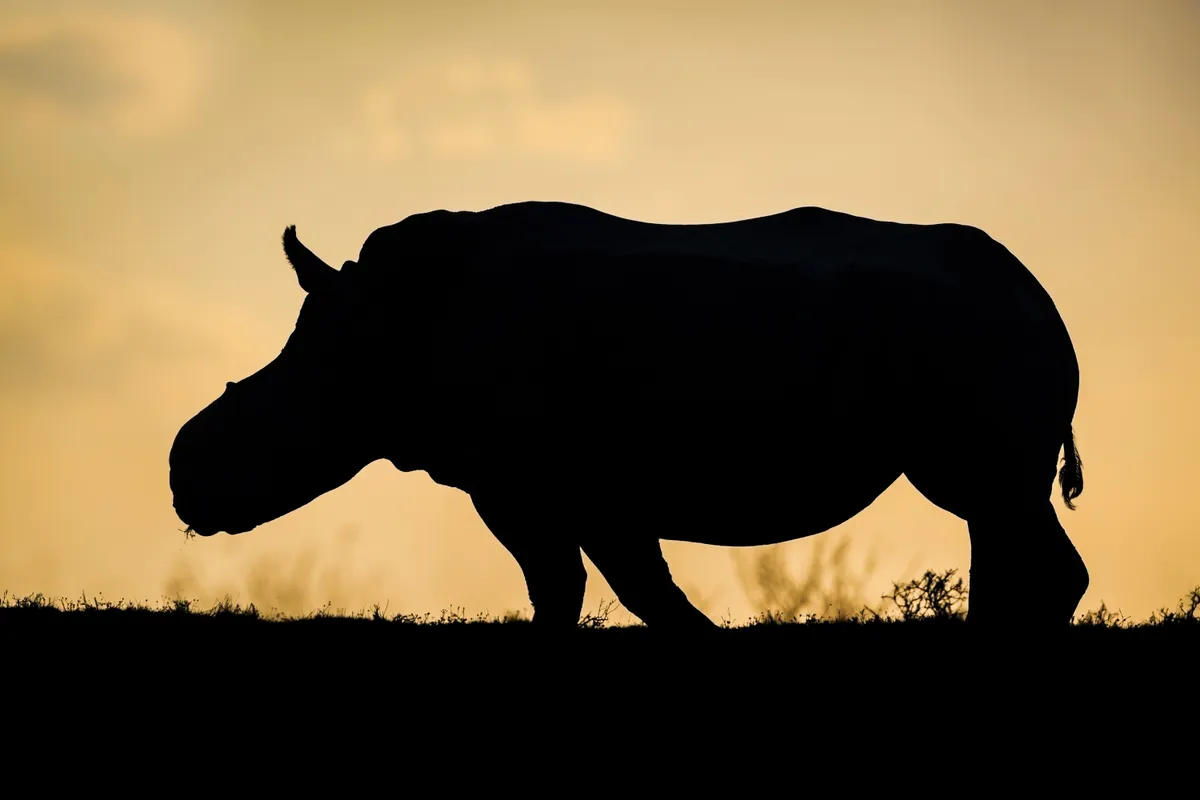 Southern white rhino, South Africa © Neil Aldridge, South Africa / UK